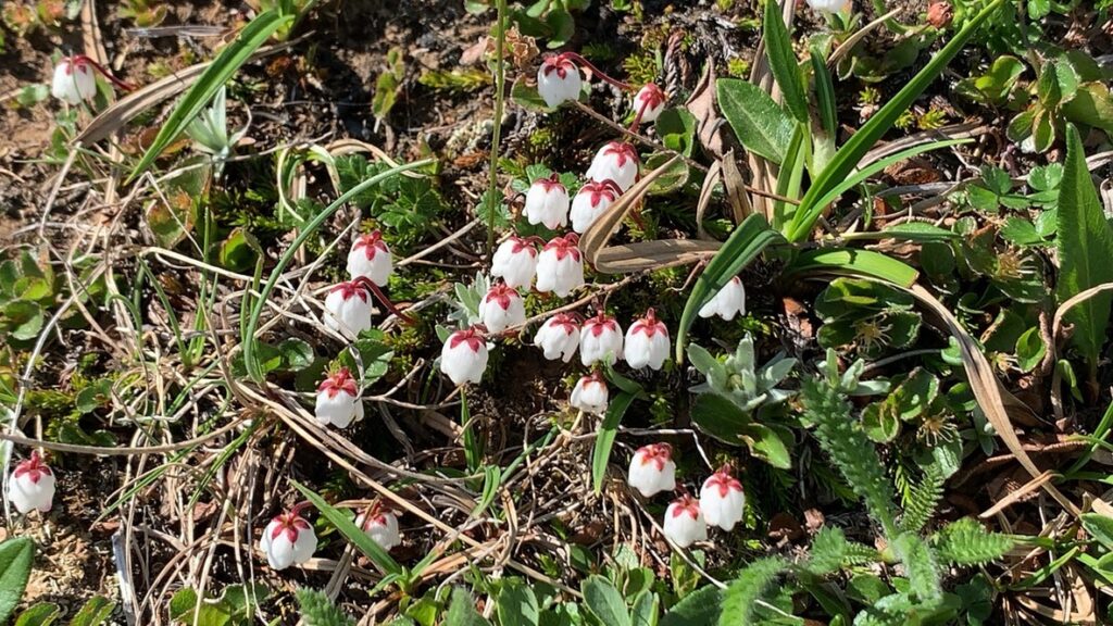 こちらアイスランド（78）平地に高山植物。気品ある国花