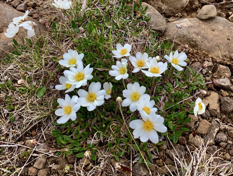こちらアイスランド（78）平地に高山植物。気品ある国花